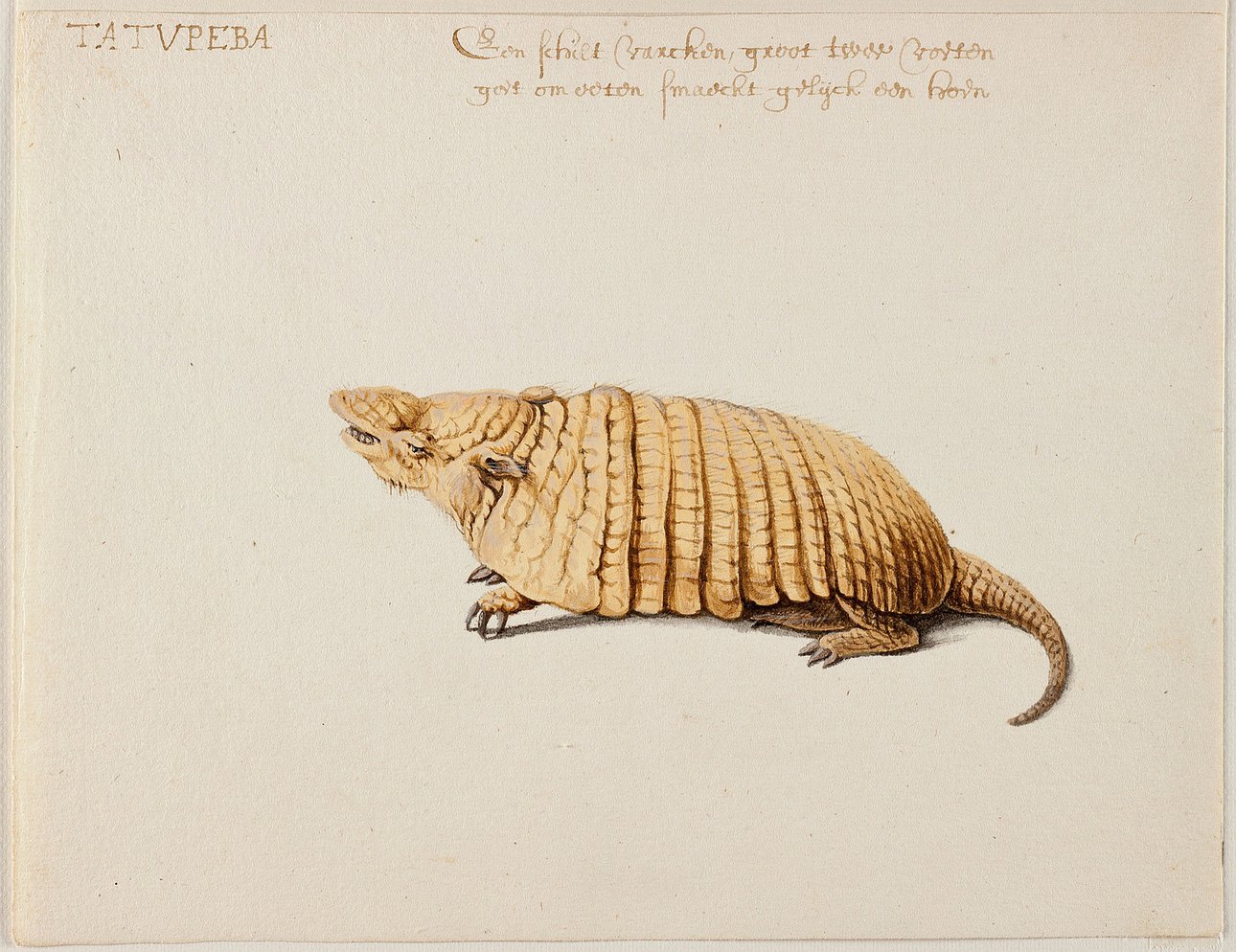 Франс Пост. «Шестипоясный броненосец» («Желтый броненосец»). Ок. 1638–1644