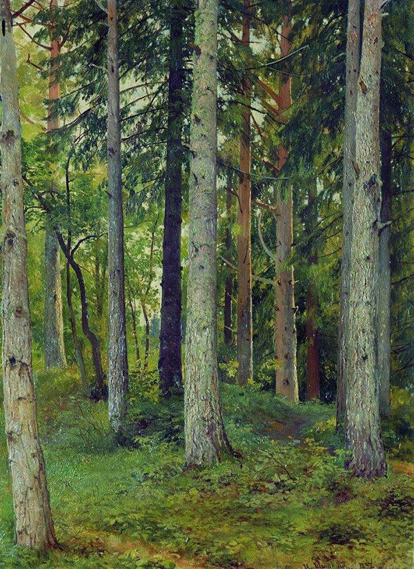 Иван Шишкин, "Лес. Ели". Вязниковский историко-художественного музей