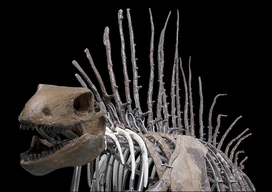 Скелет динозавра из коллекции Смитсоновского института. Фото: Smithsonian's National Museum of Natural History