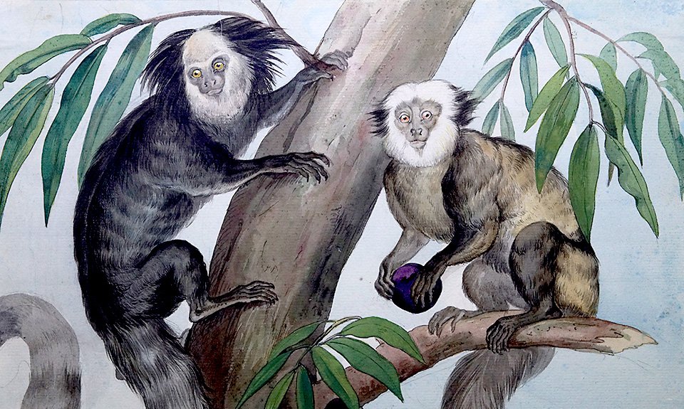 «Самец и самка обезьян из семейства игрунковых». Иоганн Мориц Ругендас. 1823. Фото: Музей-заповедник «Царицыно»