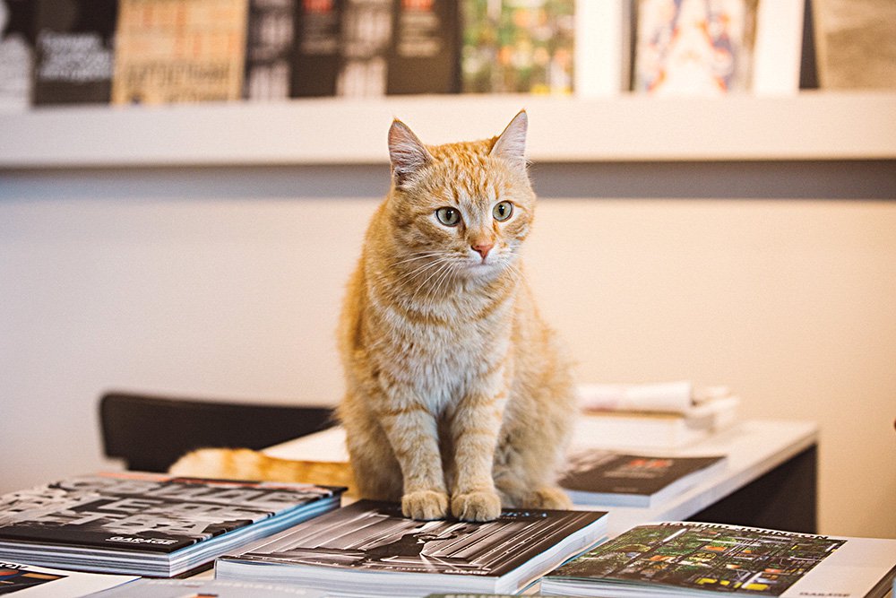 Музейный кот по кличке Гараж. Фото: Музей современного искусства «Гараж»