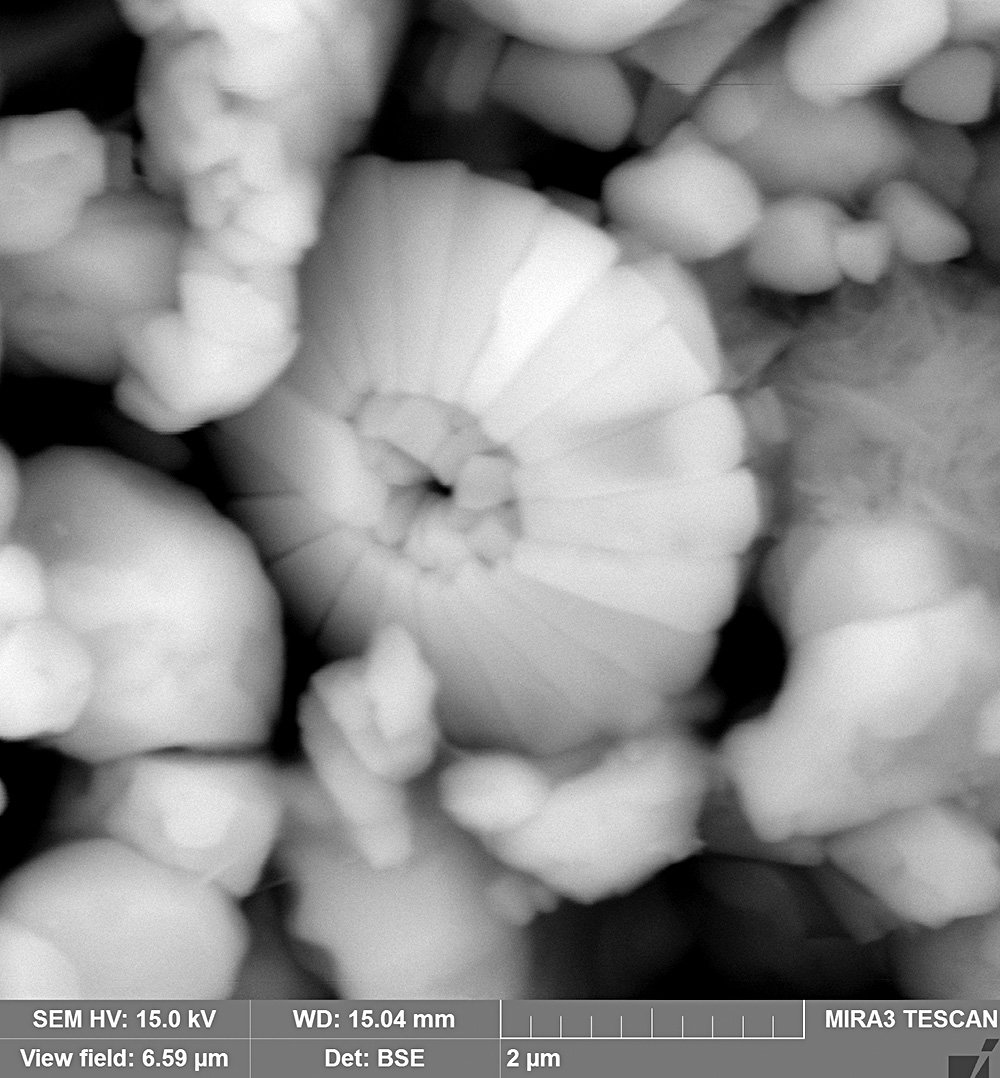 Кокколиты в составе мелового грунта подлинных произведений первой трети ХХ в. Изображение, полученное с помощью сканирующего электронного микроскопа. Фото: ГосНИИР