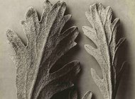 Германия создает единый фонд для сохранения своего фотографического наследия