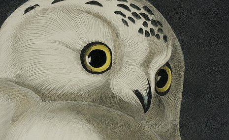 Птичек жалко: противоречивая выставка очень дорогих гравюр