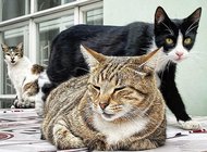 Эрмитажные коты получат наследство из Франции