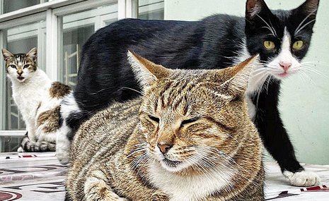 Эрмитажные коты получат наследство из Франции