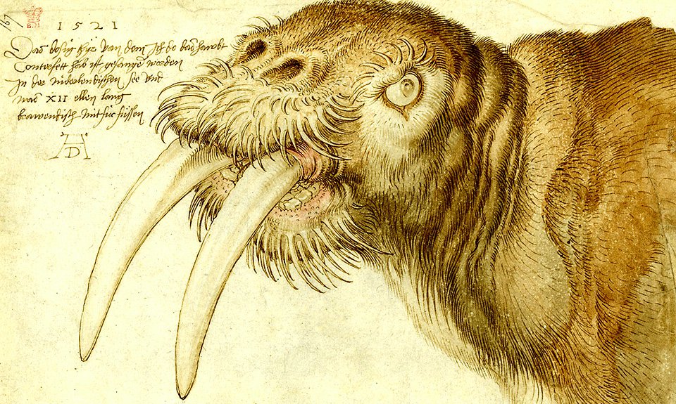 Альбрехт Дюрер. «Голова моржа». 1521. Британский музей, Лондон. Фото: The British Museum, London, © The Trustees of the British Museum