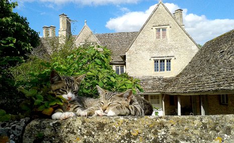 «Райский уголок» Уильяма Морриса стал более похожим на себя