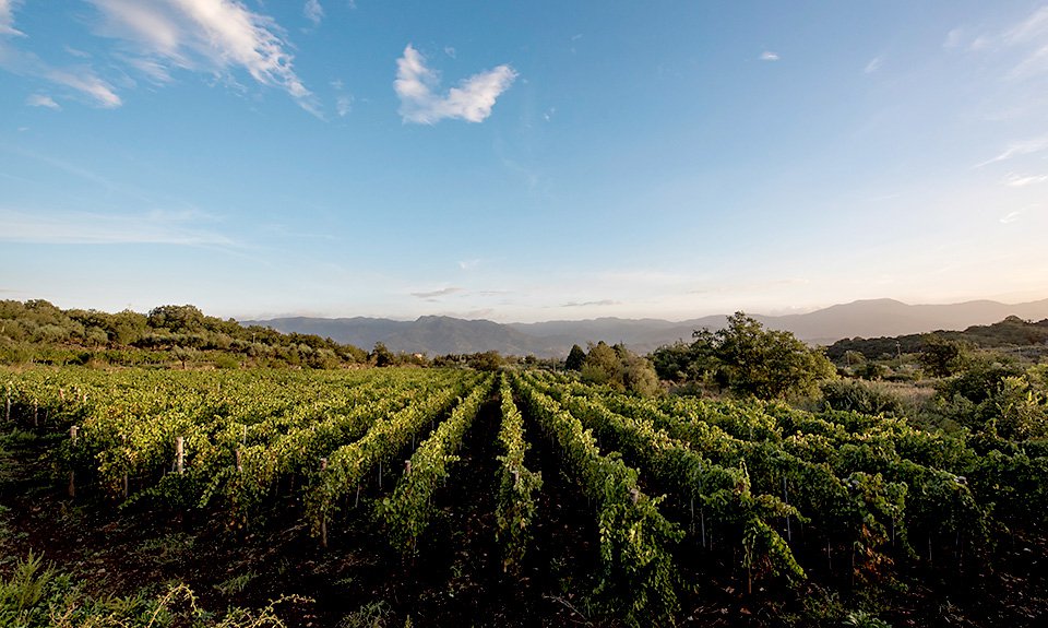 Вид на виноградники контрады Соликьята на Этне. Фото: Cusumano