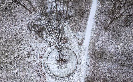 Достопримечательное дерево обретет вторую жизнь в буквальном смысле