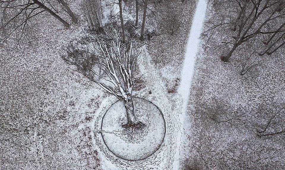 Гибель 200­-летнего дуба в Спасском-­Лутовинове можно было воспринять как неизбежность, однако биотехнологи сочли, что отнюдь не все еще потеряно. Фото: Музей-заповедник «Спасское-Лутовиново»