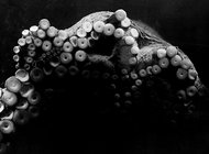 Танцы осьминогов в фотографиях и фильмах Жана Пенлеве