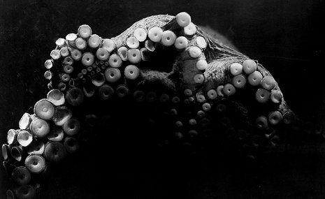 Танцы осьминогов в фотографиях и фильмах Жана Пенлеве