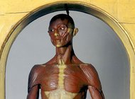 Восковые анатомические муляжи для «народного просвещения»