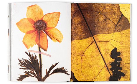 Животное, растительное, минеральное: трофеи из природы