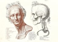 Художественная анатомия за пять столетий: наука, искусство, рынок