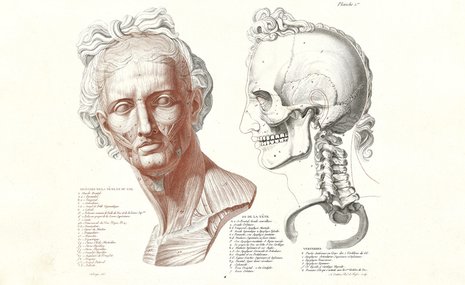 Художественная анатомия за пять столетий: наука, искусство, рынок