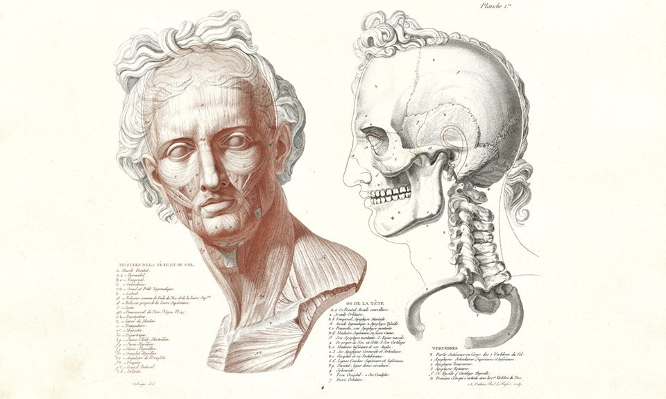 Голова Аполлона Бельведерского, визуализированная анатомически. Автор: Николай Уткин (1780 – ок. 1868) по картине Жана-Гальбера Сальважа (1770 – 1813). Фото: Getty Research Institute, Los Angeles
