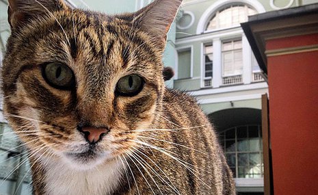 Эрмитаж показывает музейных котов онлайн