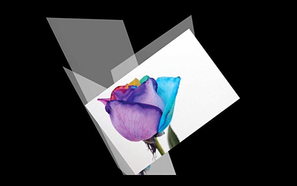 Marte Eknæs. Rainbow Rose. 2012. Кадр из видео. Выставка «Дикие цветы» в Iragui продлится до 10 марта. Фото: Iragui