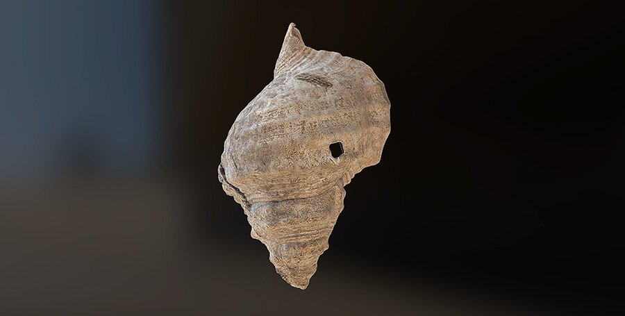 Раковина из пещеры Марсула. Фото: G.Tosello/Musée d'histoire Naturelle