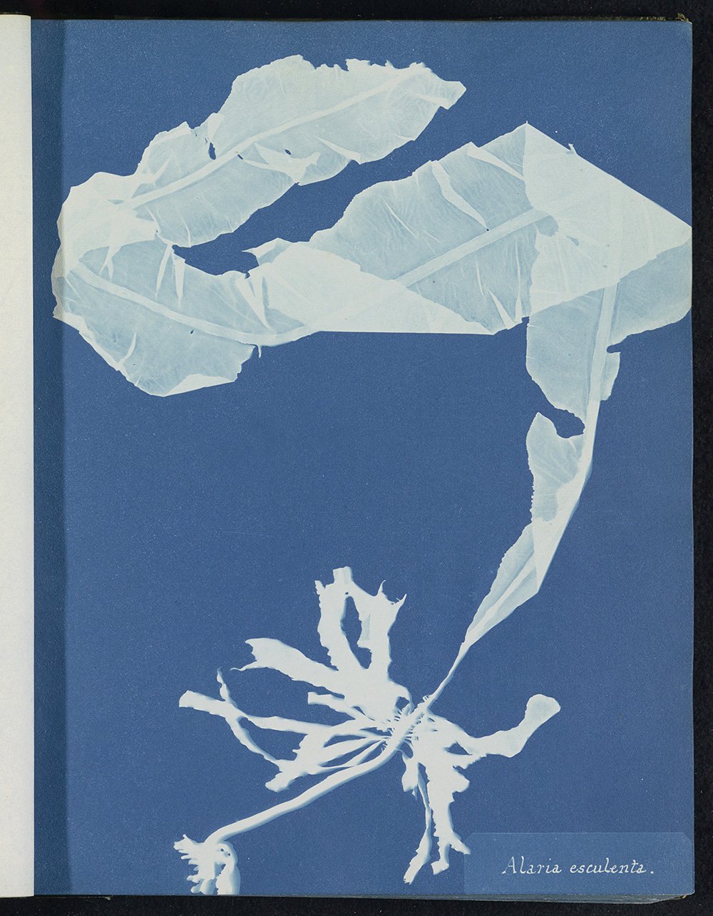 Анна Аткинс. Из альбома «Морские водоросли Британии: цианотипные оттиски». 1843–1853. Фото:  Rijksmuseum photo collectio