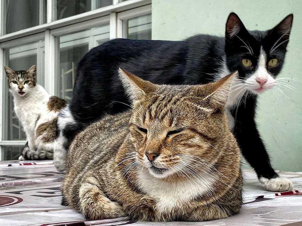 Эрмитажные коты. Фото: Государственный Эрмитаж
