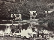 «Шедевры ранней фотографии» в ЦВК Béton: от фотоминиатюр до стереосъемки