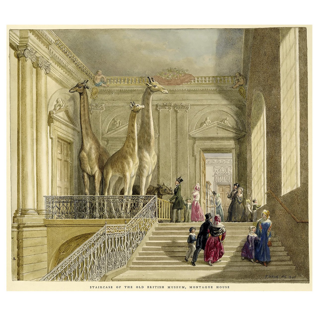 Чучела жирафов находились в Монтегю-хаусе с 1770-х годов. Фото: The Trustees of the British