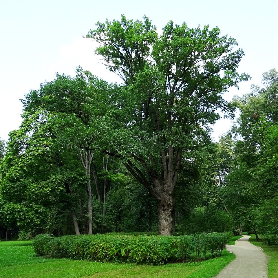 В 2021 году дуб занял первое место в конкурсе ««Российское дерево года». Фото: Wikimedia Commons