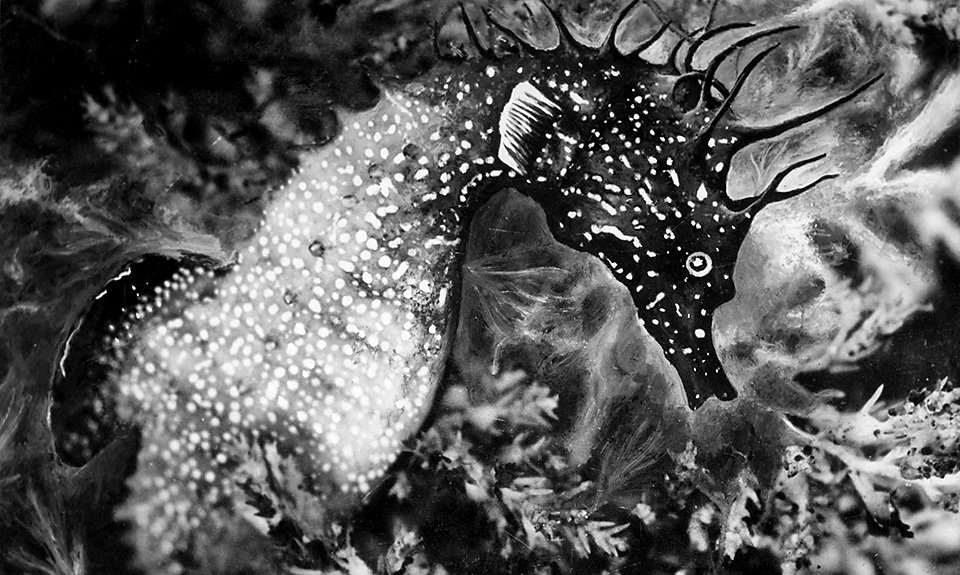 Жан Пенлеве. «Морской конек в водорослях». Около 1934. Фото: Les Documents Cinématographiques/Archives Jean Painlevé