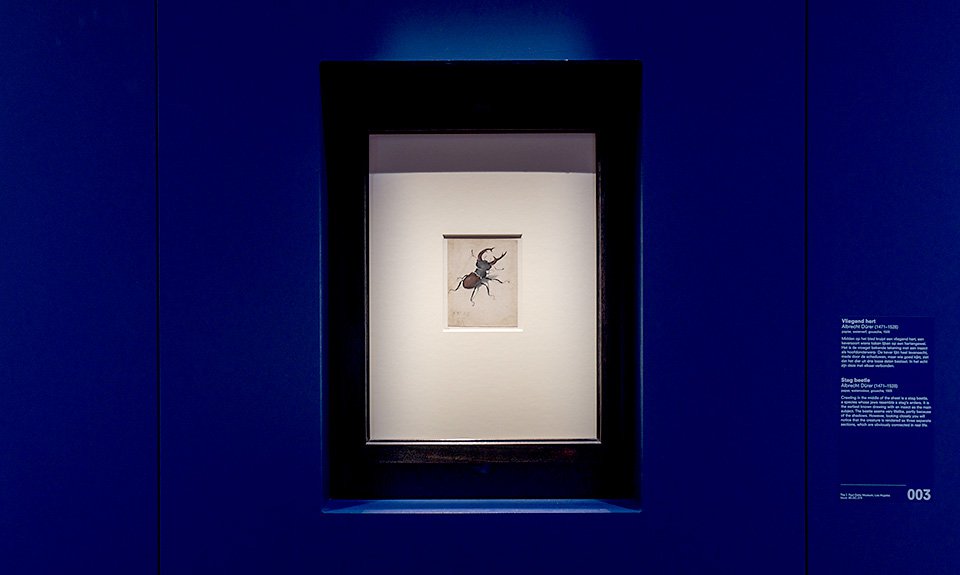 Альбрехт Дюрер. «Жук-олень». 1505. Фото: Olivier Middendorp/Rijksmuseum