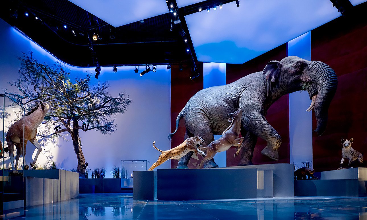 Музей NHMAD площадью 35 тыс. кв. м предназначен тем, кто интересуется космосом, геологией, динозаврами и иными дикими животными, в первую очередь вымершими. Фото: Natural History Museum Abu Dhabi