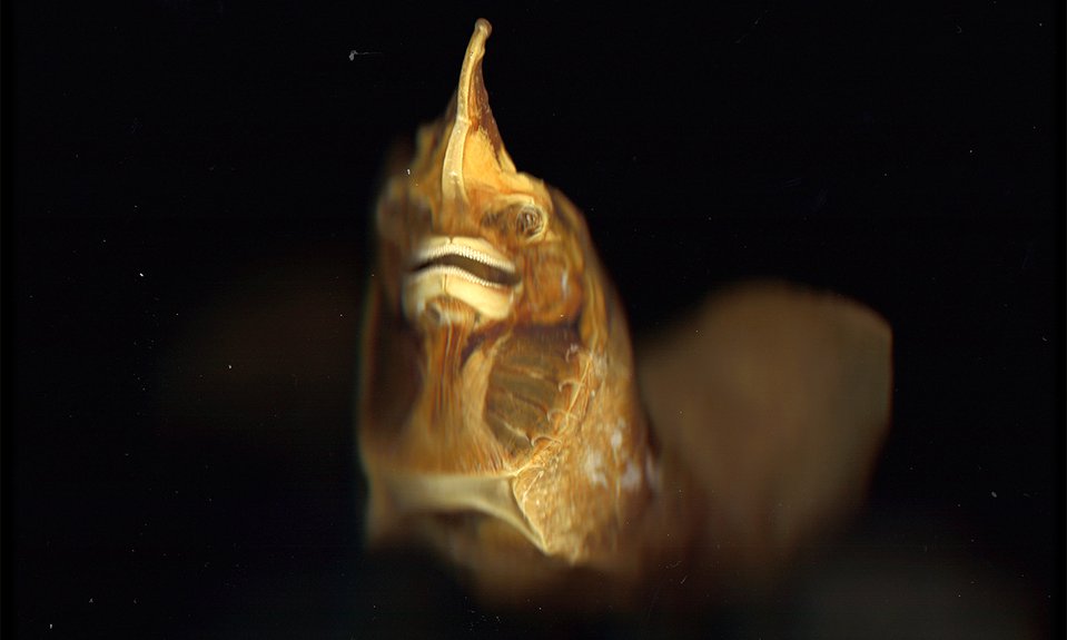 Катя Исаева. «О чем молчат рыбы?». 2025.  Фото: MYTH