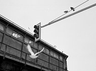 Концепция, но не манифест: когда фотография была непосредственной