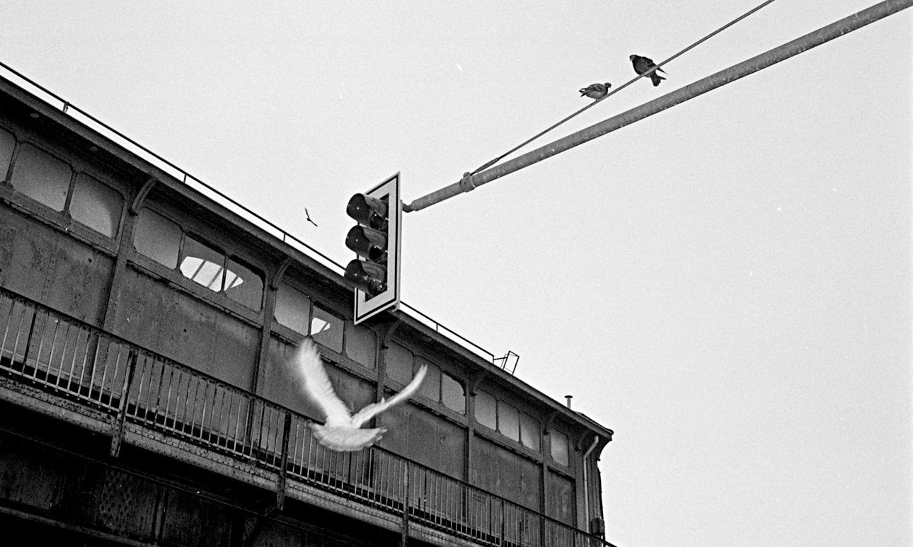 Сергей Леонтьев. Из серии «Птицы». 1996.  Фото: собрание Дмитрия Леонтьева