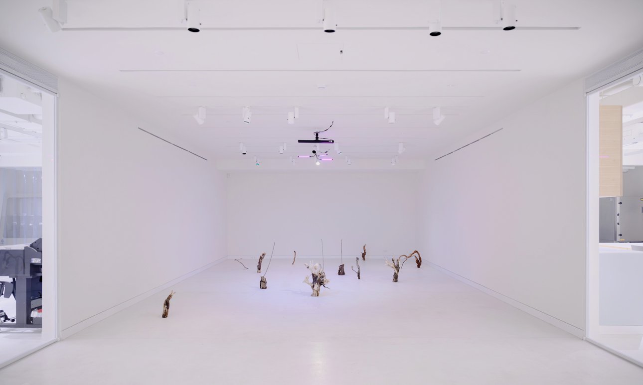 Выставка «Заговор тополей». Анна Комарова» в галерее «Виктория».  Фото: Андрей Болховецкий