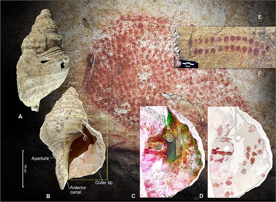 Вид раковины из пещеры Марсула с двух сторон (A, B); демонстрация расположения рукотворных пятен на внутренней части (C, D); пятна на стене пещеры Марсула, выполненные похожим пигментом (E, F). Фото: C.Fritz/G.Tosello