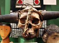 Судьбы настоящих скелетов в музейном шкафу