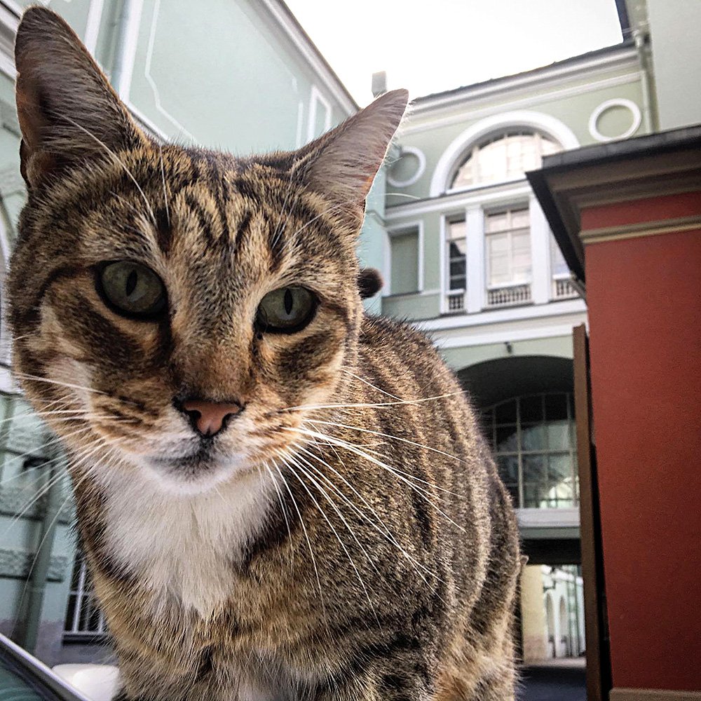 Эрмитажный кот. Фото: Юрий Молодковец