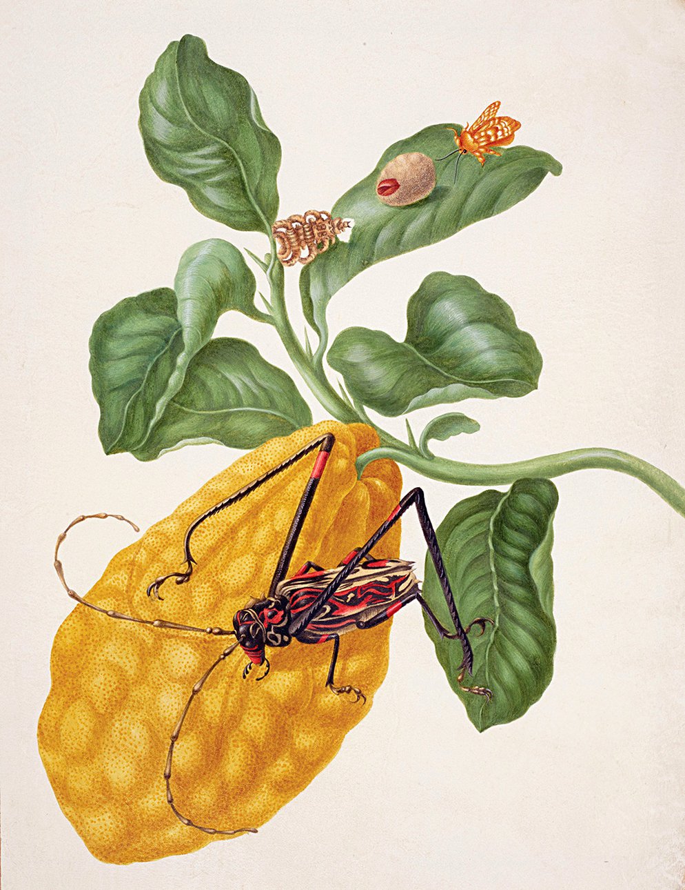 Мария Сибилла Мериан. «Жук и лимон». Фото: TRIVIUM ART HISTORY