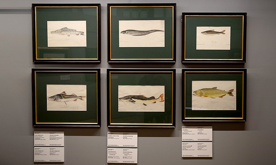 Зарисовки рыб Амазонки (сомы, рыба-нож, дорадо), сделанные художником экспедиции Эркюлем Флорансом летом 1827 года. Фото: Музей-заповедник «Царицыно»