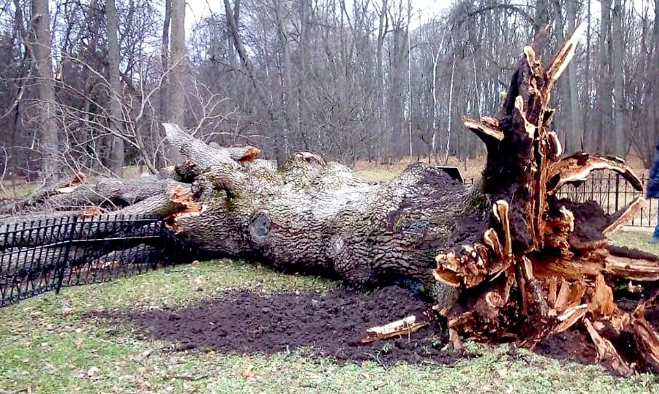 30 ноября 2021 года дуб, который посадил писатель Иван Тургенев, упал из-за урагана. Фото: Музей-заповедник «Спасское-Лутовиново»