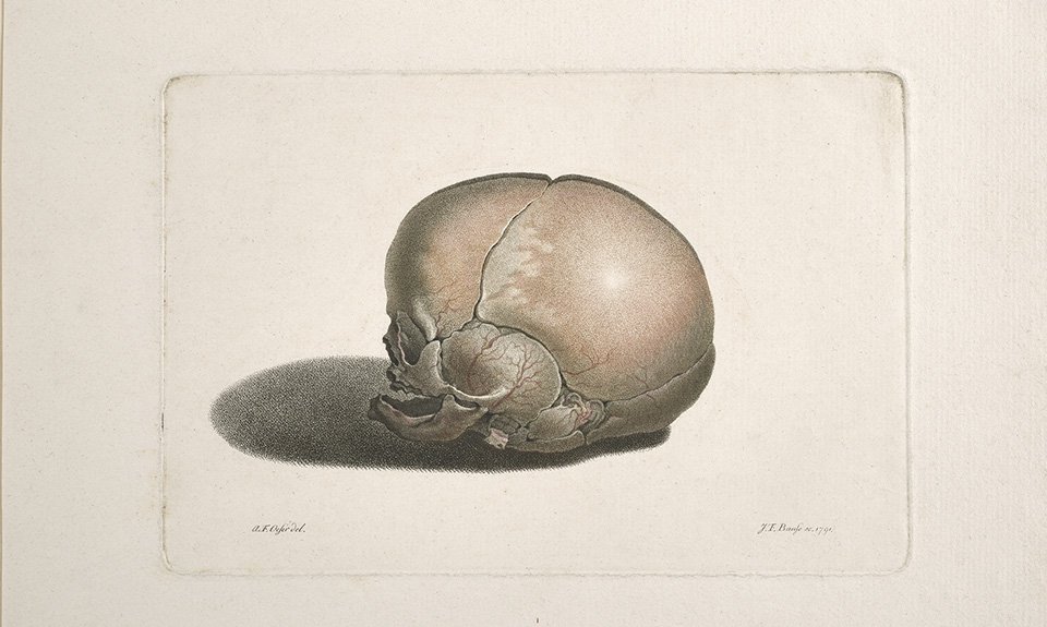 Иоганн Фридрих Баузе. Череп младенца. 1791. Фото: Getty Research Institute, Los Angeles