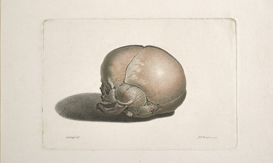 Иоганн Фридрих Баузе. Череп младенца. 1791. Фото: Getty Research Institute, Los Angeles