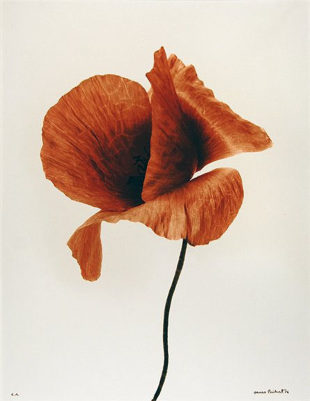 Denis Brihat. Coquelicot, 1977Tirage argentique avec virage sépia + or. Réalisé par l’artiste en 1977. Denis Brihat. Courtesy of CAMERA OBSCURA