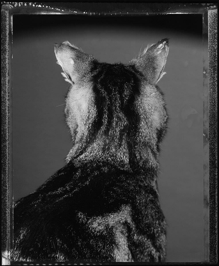 Беттина Реймс. «Кот со спины». 1982