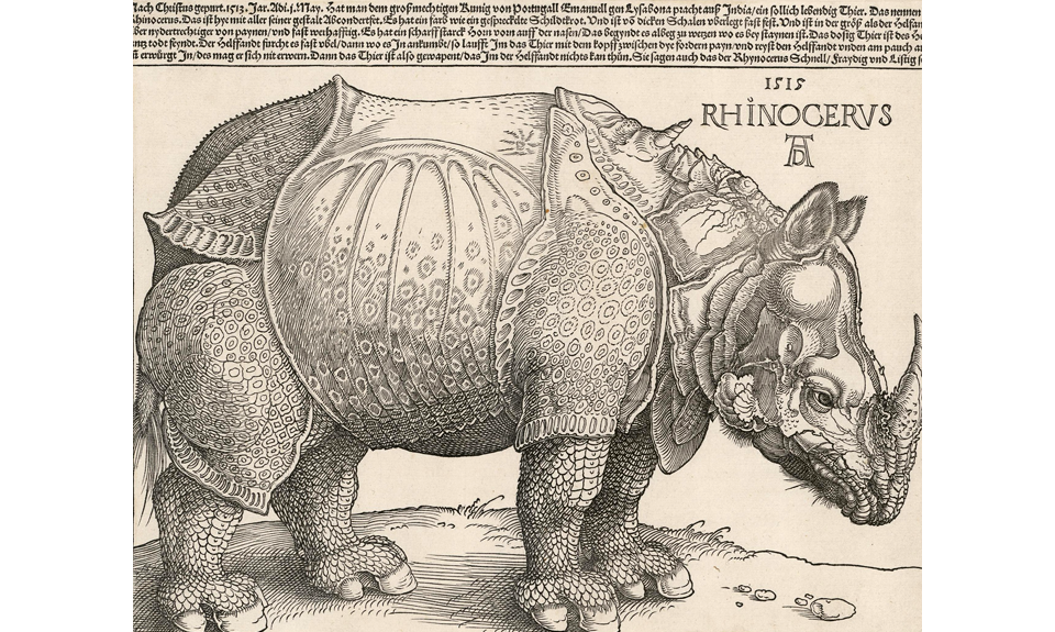 Альбрехт Дюрер. «Носорог». Фото: Государственный Эрмитаж