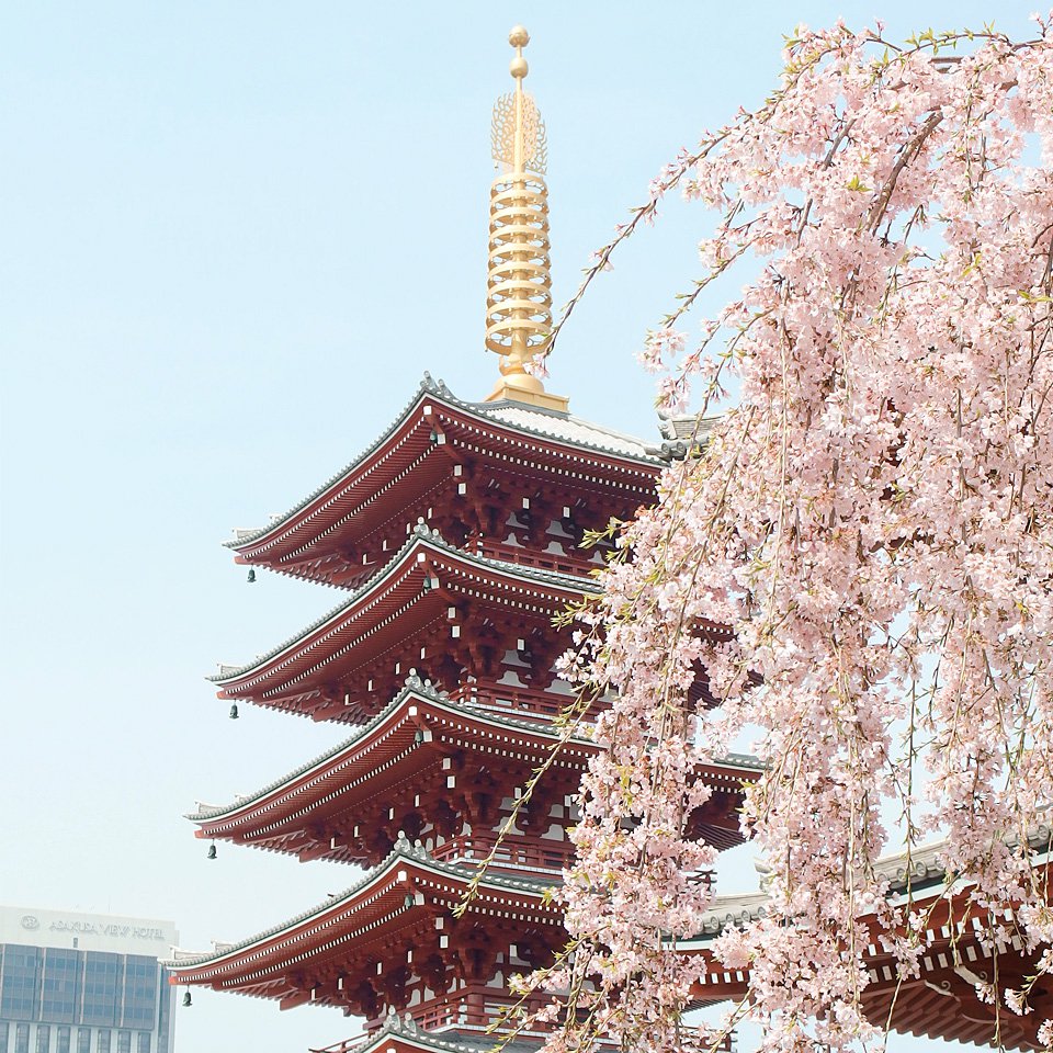 Открыточный вид: пятиярусная пагода храма Сэнсо-дзи и цветущая сакура. Фото: Yu Kato