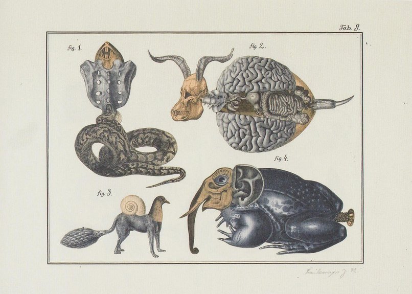 Иллюстрация из книги Яна Шванкмайера «The Cabinet of Jan Svankmajer: The Pendulum, the Pit, and other Pecularities»